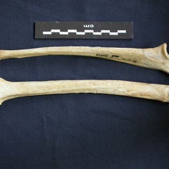 Radius et ulna (9373 visites) Hyaena hyaena - Adulte - Éléments droitsCollection : Département d'Ostéologie du Musée National... Radius et ulna