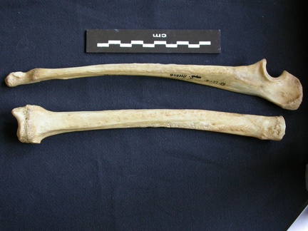 Radius et ulna (9385 visites) Hyaena hyaena - Adulte - Éléments droitsCollection : Département d'Ostéologie du Musée National... Radius et ulna