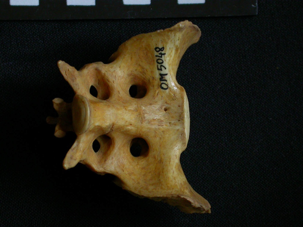 Sacrum (7590 visites) Hyaena hyaena - AdulteCollection : Département d'Ostéologie du Musée National du Kenya, Nairobi (... Sacrum