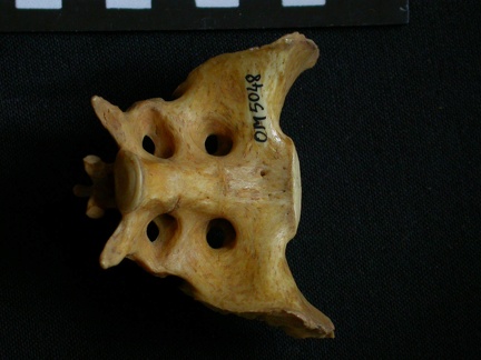 Sacrum (7591 visites) Hyaena hyaena - AdulteCollection : Département d'Ostéologie du Musée National du Kenya, Nairobi (... Sacrum