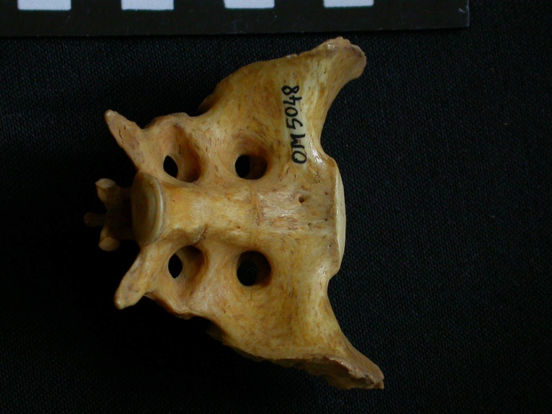 Sacrum (7632 visites) Hyaena hyaena - AdulteCollection : Département d'Ostéologie du Musée National du Kenya, Nairobi (... Sacrum