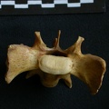 Sacro : vista anterior (7690 visitas) Hyaena hyaena - AdultoColección : Departamento d'Osteología del Museo Nacional de Kenia, Nairobi (... Sacro : vista anterior