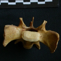 Sacrum : vue antérieure (7674 visites) Hyaena hyaena - AdulteCollection : Département d'Ostéologie du Musée National du Kenya, Nairobi (... Sacrum : vue antérieure