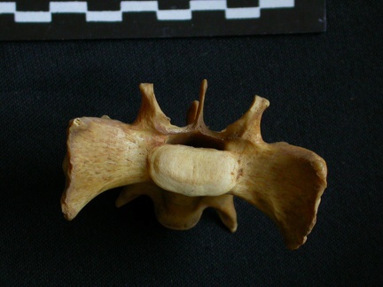 Sacrum : vue antérieure (7683 visites) Hyaena hyaena - AdulteCollection : Département d'Ostéologie du Musée National du Kenya, Nairobi (... Sacrum : vue antérieure