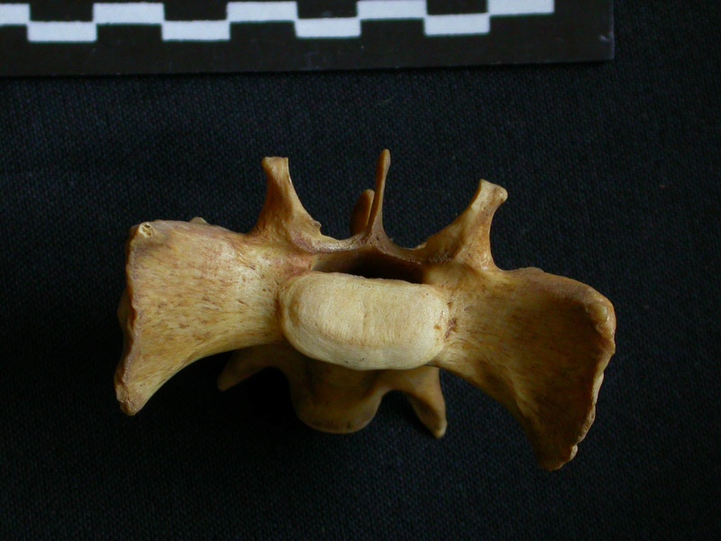 Sacrum : vue antérieure (7728 visites) Hyaena hyaena - AdulteCollection : Département d'Ostéologie du Musée National du Kenya, Nairobi (... Sacrum : vue antérieure