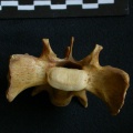 Sacrum : vue antérieure