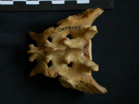 Sacrum (7890 visits) Hyaena hyaena - AdultCollection: Department d'Osteology of National Museum of Kenya, Nairobi (Id:OM5... Sacrum
