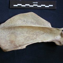 Scapula : vue latérale (6795 visites) Hyaena hyaena - Adulte - Élément droitCollection : Département d'Ostéologie du Musée National d... Scapula : vue latérale