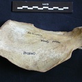 Escápula : vista medial (7116 visitas) Hyaena hyaena - Adulto - Elemento derechoColección : Departamento d'Osteología del Museo Nacional ... Escápula : vista medial