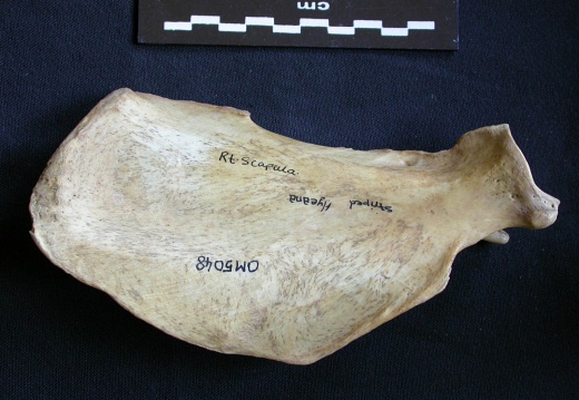 Scapula : vue médiale (7091 visites) Hyaena hyaena - Adulte - Élément droitCollection : Département d'Ostéologie du Musée National d... Scapula : vue médiale