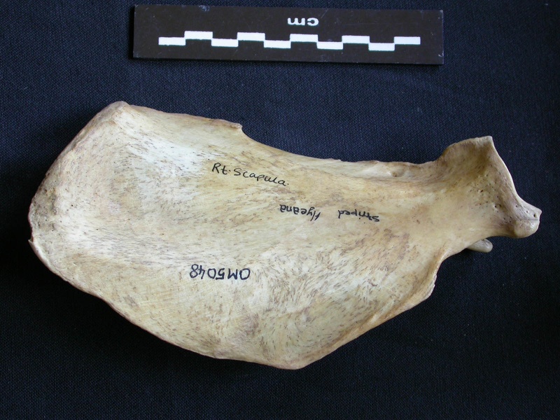 Scapula : vue médiale (7118 visites) Hyaena hyaena - Adulte - Élément droitCollection : Département d'Ostéologie du Musée National d... Scapula : vue médiale