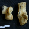 Talus y calcáneo (10719 visitas) Hyaena hyaena - Adulto - Elementos derechosColección : Departamento d'Osteología del Museo Naciona... Talus y calcáneo