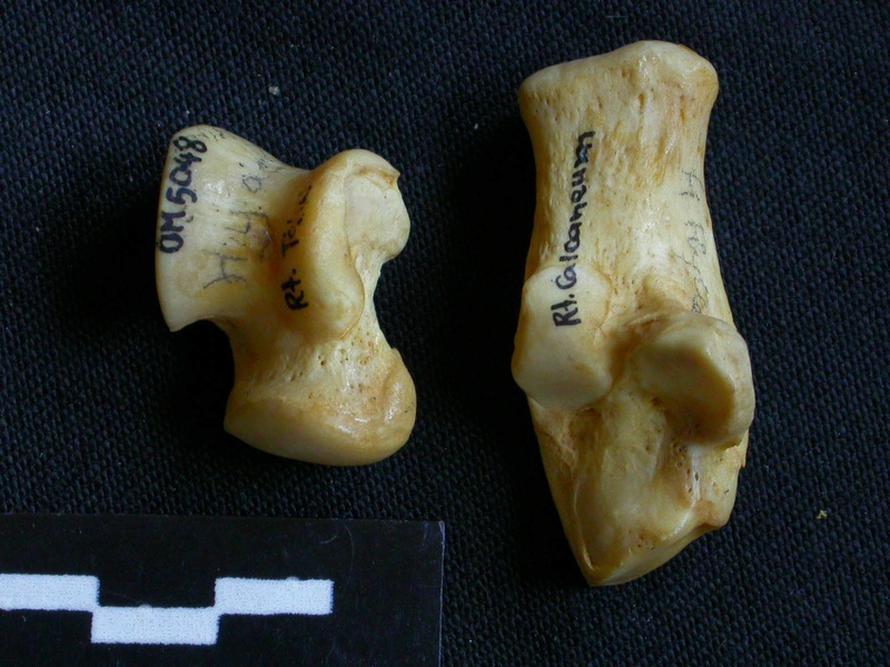 Talus et calcanéus (10690 visites) Hyaena hyaena - Adulte - Éléments droitsCollection : Département d'Ostéologie du Musée National... Talus et calcanéus
