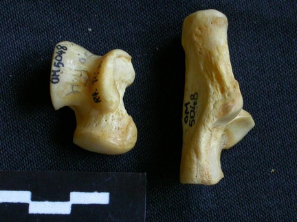 Talus et calcanéus (10779 visites) Hyaena hyaena - Adulte - Éléments droitsCollection : Département d'Ostéologie du Musée National... Talus et calcanéus