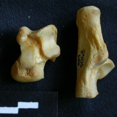 Talus y calcáneo (11264 visitas) Hyaena hyaena - Adulto - Elementos derechosColección : Departamento d'Osteología del Museo Naciona... Talus y calcáneo