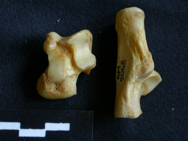 Talus et calcanéus (11194 visites) Hyaena hyaena - Adulte - Éléments droitsCollection : Département d'Ostéologie du Musée National... Talus et calcanéus
