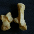 Talus y calcáneo (11201 visitas) Hyaena hyaena - Adulto - Elementos derechosColección : Departamento d'Osteología del Museo Naciona... Talus y calcáneo