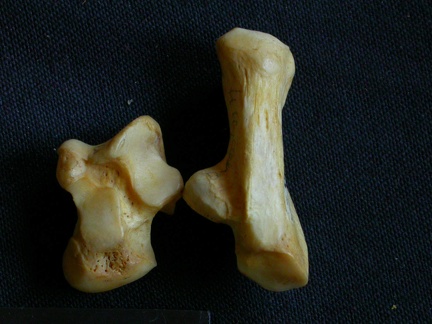 Talus et calcanéus (11179 visites) Hyaena hyaena - Adulte - Éléments droitsCollection : Département d'Ostéologie du Musée National... Talus et calcanéus