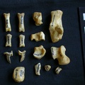 Tarse et phalanges (58855 visites) Hyaena hyaena - Adulte - Éléments droitsCollection : Département d'Ostéologie du Musée National... Tarse et phalanges