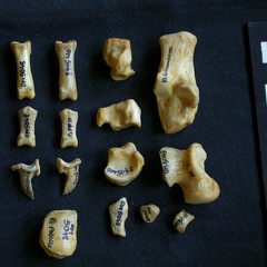 Tarse et phalanges (58890 visites) Hyaena hyaena - Adulte - Éléments droitsCollection : Département d'Ostéologie du Musée National... Tarse et phalanges
