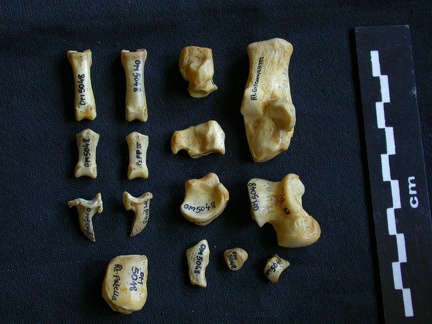 Tarse et phalanges (58887 visites) Hyaena hyaena - Adulte - Éléments droitsCollection : Département d'Ostéologie du Musée National... Tarse et phalanges