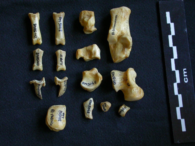 Tarse et phalanges (57326 visites) Hyaena hyaena - Adulte - Éléments droitsCollection : Département d'Ostéologie du Musée National... Tarse et phalanges