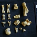 Tarse et phalanges (56385 visites) Hyaena hyaena - Adulte - Éléments droitsCollection : Département d'Ostéologie du Musée National... Tarse et phalanges