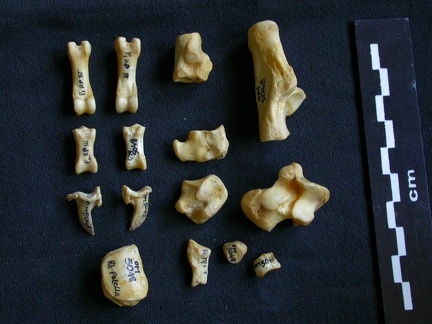 Tarse et phalanges (56416 visites) Hyaena hyaena - Adulte - Éléments droitsCollection : Département d'Ostéologie du Musée National... Tarse et phalanges