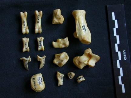 Tarsus and phalanges