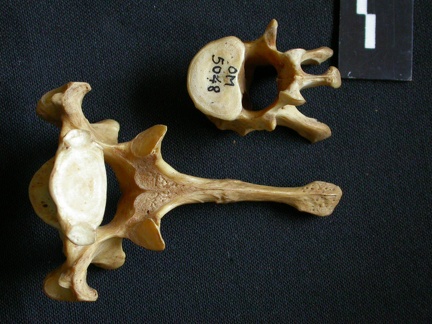 Vertèbres thoraciques (10074 visites) Hyaena hyaena - AdulteCollection : Département d'Ostéologie du Musée National du Kenya, Nairobi (... Vertèbres thoraciques