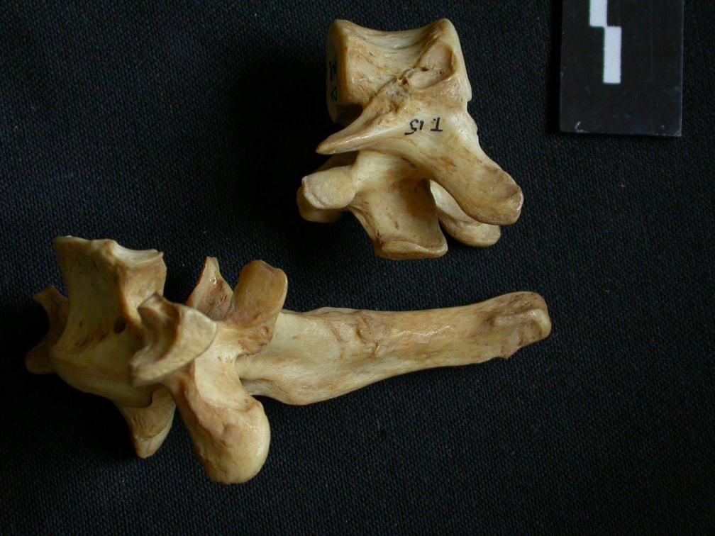 Vertèbres thoraciques (10361 visites) Hyaena hyaena - AdulteCollection : Département d'Ostéologie du Musée National du Kenya, Nairobi (... Vertèbres thoraciques