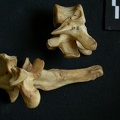 Vértebras torácicas (10381 visitas) Hyaena hyaena - AdultoColección : Departamento d'Osteología del Museo Nacional de Kenia, Nairobi (... Vértebras torácicas