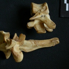 Vertèbres thoraciques (10376 visites) Hyaena hyaena - AdulteCollection : Département d'Ostéologie du Musée National du Kenya, Nairobi (... Vertèbres thoraciques