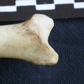 Tibia : partie distale (7780 visites) Hyaena hyaena - Adulte - Élément droitCollection : Département d'Ostéologie du Musée National d... Tibia : partie distale