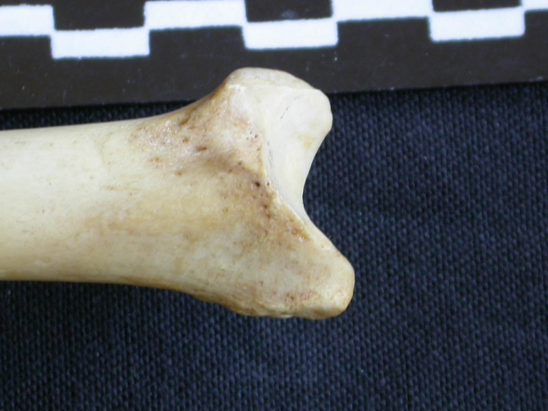 Tibia : partie distale (7745 visites) Hyaena hyaena - Adulte - Élément droitCollection : Département d'Ostéologie du Musée National d... Tibia : partie distale