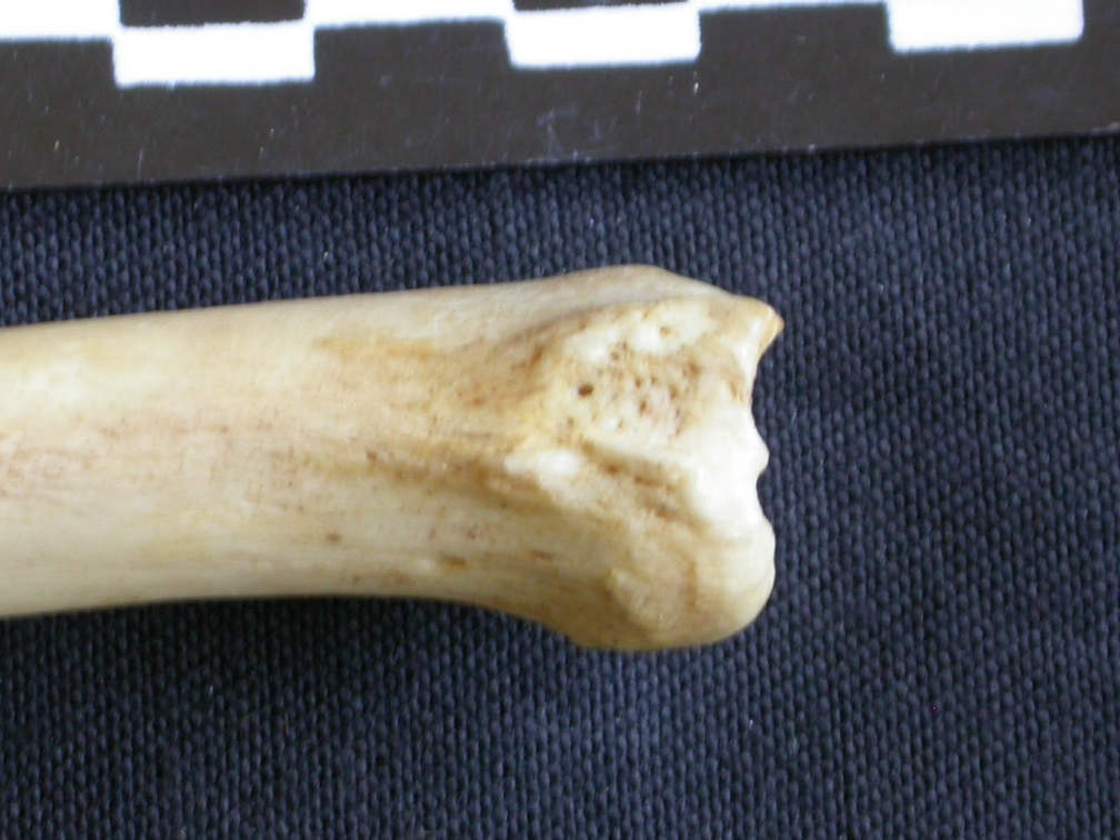 Tibia : partie distale (7807 visites) Hyaena hyaena - Adulte - Élément droitCollection : Département d'Ostéologie du Musée National d... Tibia : partie distale