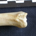 Tibia : partie distale (7835 visites) Hyaena hyaena - Adulte - Élément droitCollection : Département d'Ostéologie du Musée National d... Tibia : partie distale