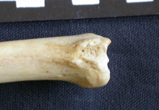 Tibia : partie distale (7784 visites) Hyaena hyaena - Adulte - Élément droitCollection : Département d'Ostéologie du Musée National d... Tibia : partie distale