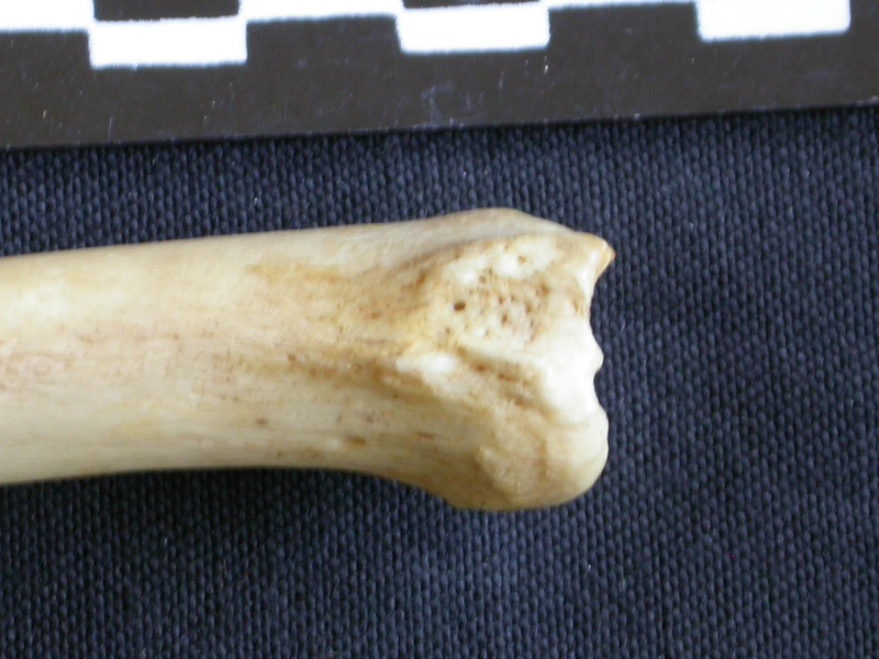 Tibia : partie distale (7794 visites) Hyaena hyaena - Adulte - Élément droitCollection : Département d'Ostéologie du Musée National d... Tibia : partie distale