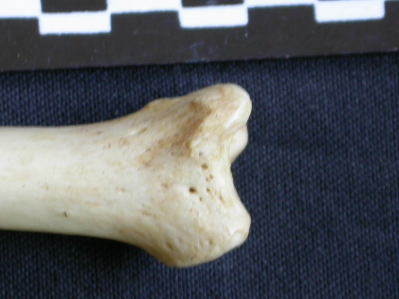 Tibia : partie distale (7490 visites) Hyaena hyaena - Adulte - Élément droitCollection : Département d'Ostéologie du Musée National d... Tibia : partie distale