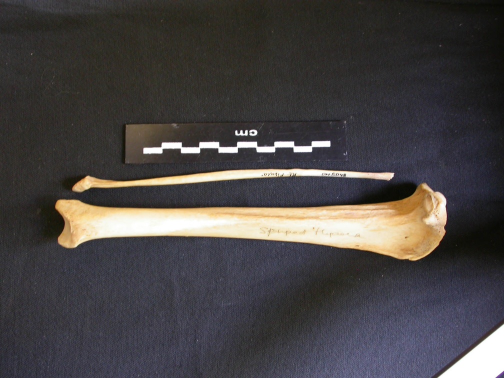 Tibia et fibula (9220 visites) Hyaena hyaena - Adulte - Éléments droitsCollection : Département d'Ostéologie du Musée National... Tibia et fibula