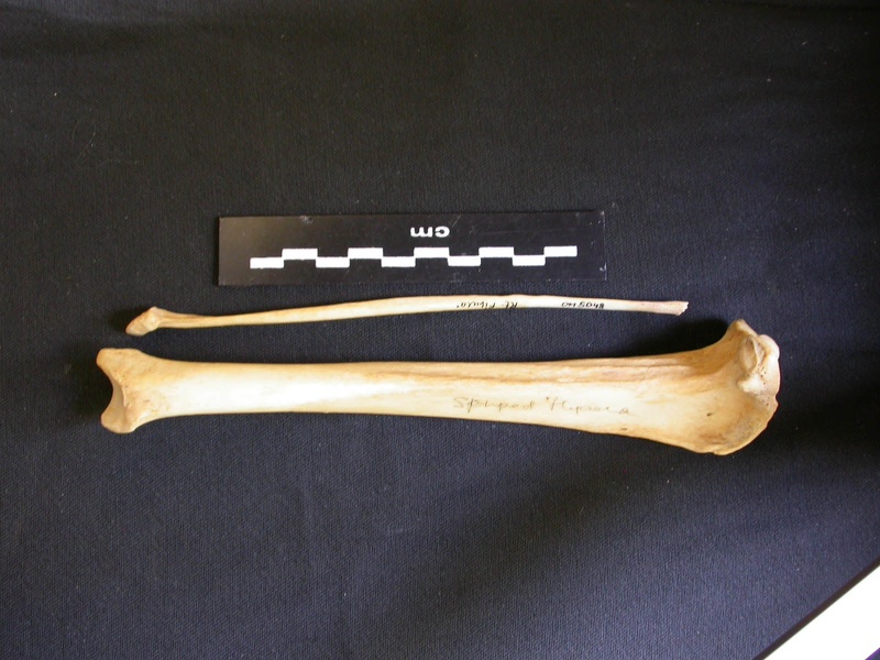 Tibia and fibula (9220 visits) Hyaena hyaena - Adult - Right elementsCollection: Department d'Osteology of National Museum of Kenya... Tibia and fibula