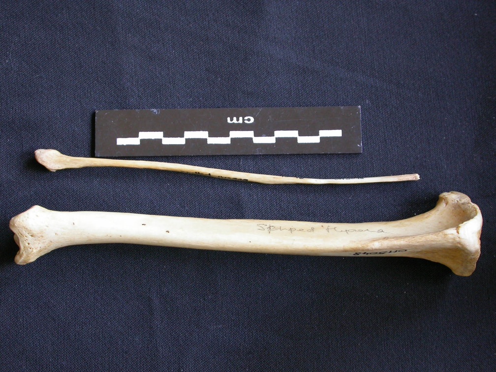 Tibia et fibula (9396 visites) Hyaena hyaena - Adulte - Éléments droitsCollection : Département d'Ostéologie du Musée National... Tibia et fibula