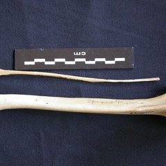Tibia y fíbula (9386 visitas) Hyaena hyaena - Adulto - Elementos derechosColección : Departamento d'Osteología del Museo Naciona... Tibia y fíbula
