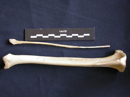 Tibia et fibula (9422 visites) Hyaena hyaena - Adulte - Éléments droitsCollection : Département d'Ostéologie du Musée National... Tibia et fibula