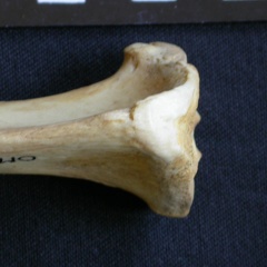 Tibia : partie proximale (7169 visites) Hyaena hyaena - Adulte - Élément droitCollection : Département d'Ostéologie du Musée National d... Tibia : partie proximale