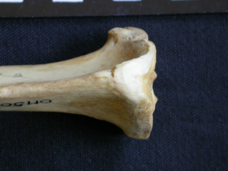 Tibia: proximale part (7169 visits) Hyaena hyaena - Adult - Right elementCollection: Department d'Osteology of National Museum of Kenya,... Tibia: proximale part
