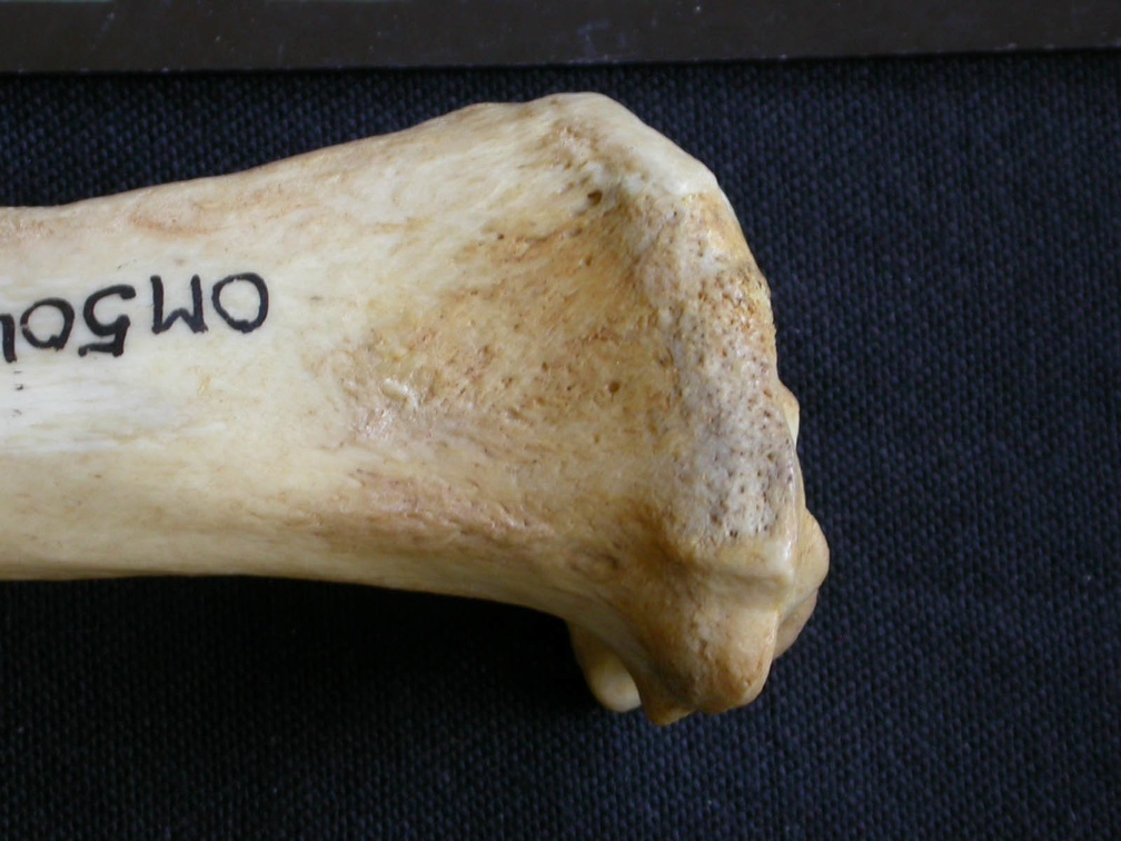 Tibia : partie proximale (7395 visites) Hyaena hyaena - Adulte - Élément droitCollection : Département d'Ostéologie du Musée National d... Tibia : partie proximale