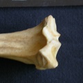 Tibia : partie proximale (7501 visites) Hyaena hyaena - Adulte - Élément droitCollection : Département d'Ostéologie du Musée National d... Tibia : partie proximale