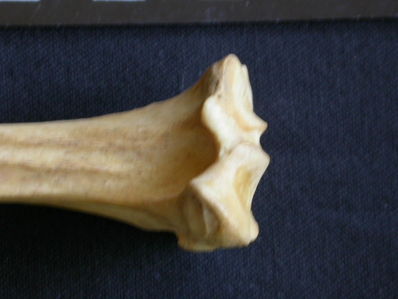 Tibia : partie proximale (7483 visites) Hyaena hyaena - Adulte - Élément droitCollection : Département d'Ostéologie du Musée National d... Tibia : partie proximale